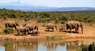 OPPO Find X9 Pro vs. OnePlus 15 vs. Xiaomi 17 Pro Max vs. Honor Magic 8 Pro – Kamera-Vergleich 2025